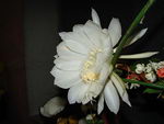 Epiphyllum Crenatum